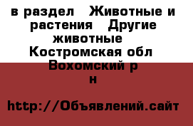  в раздел : Животные и растения » Другие животные . Костромская обл.,Вохомский р-н